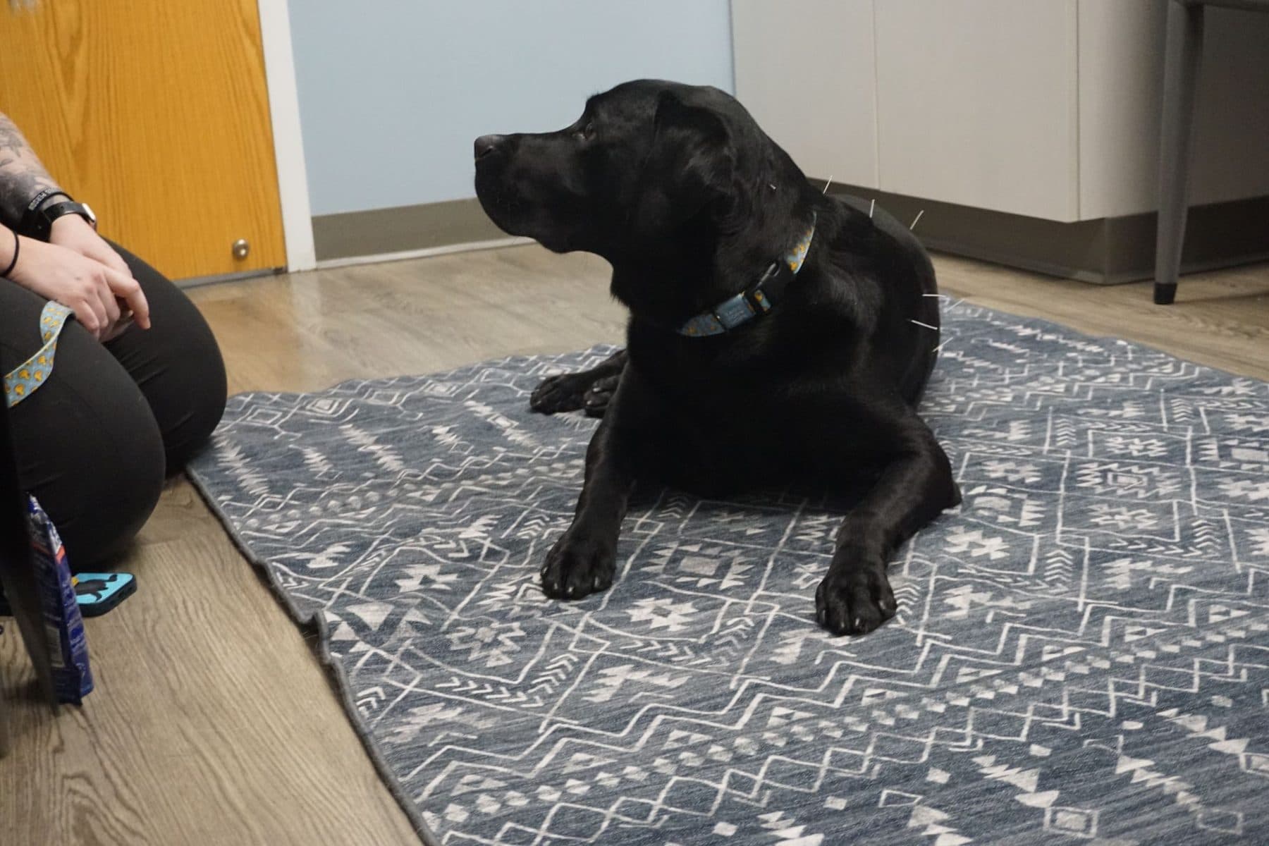 Ocean, a black Labrador, lying calmly on a rug with acupuncture needles in place along his back and hip