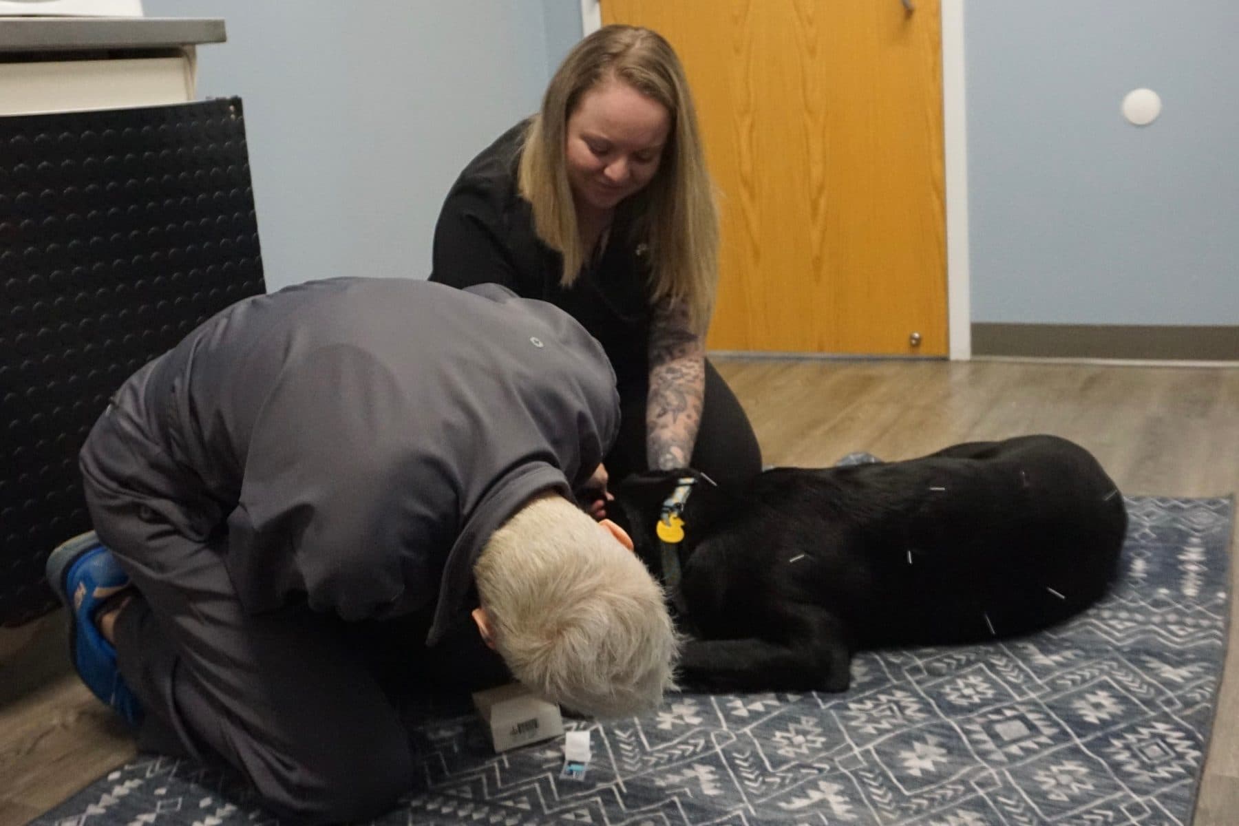 A veterinarian kneeling on the floor placing acupuncture needles in a black Labrador while a technician steadies him