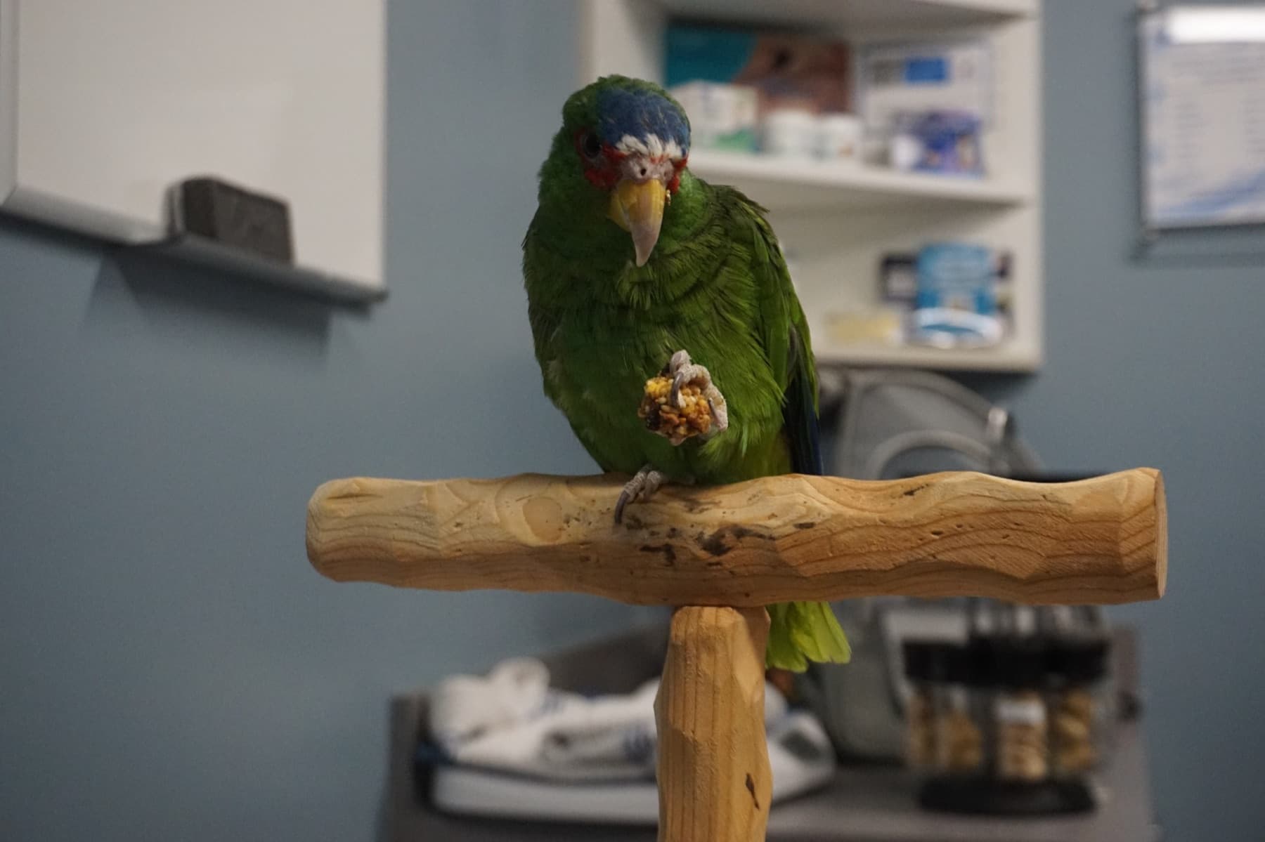 A green Amazon parrot with a blue crown on a wooden perch, holding a treat in one foot