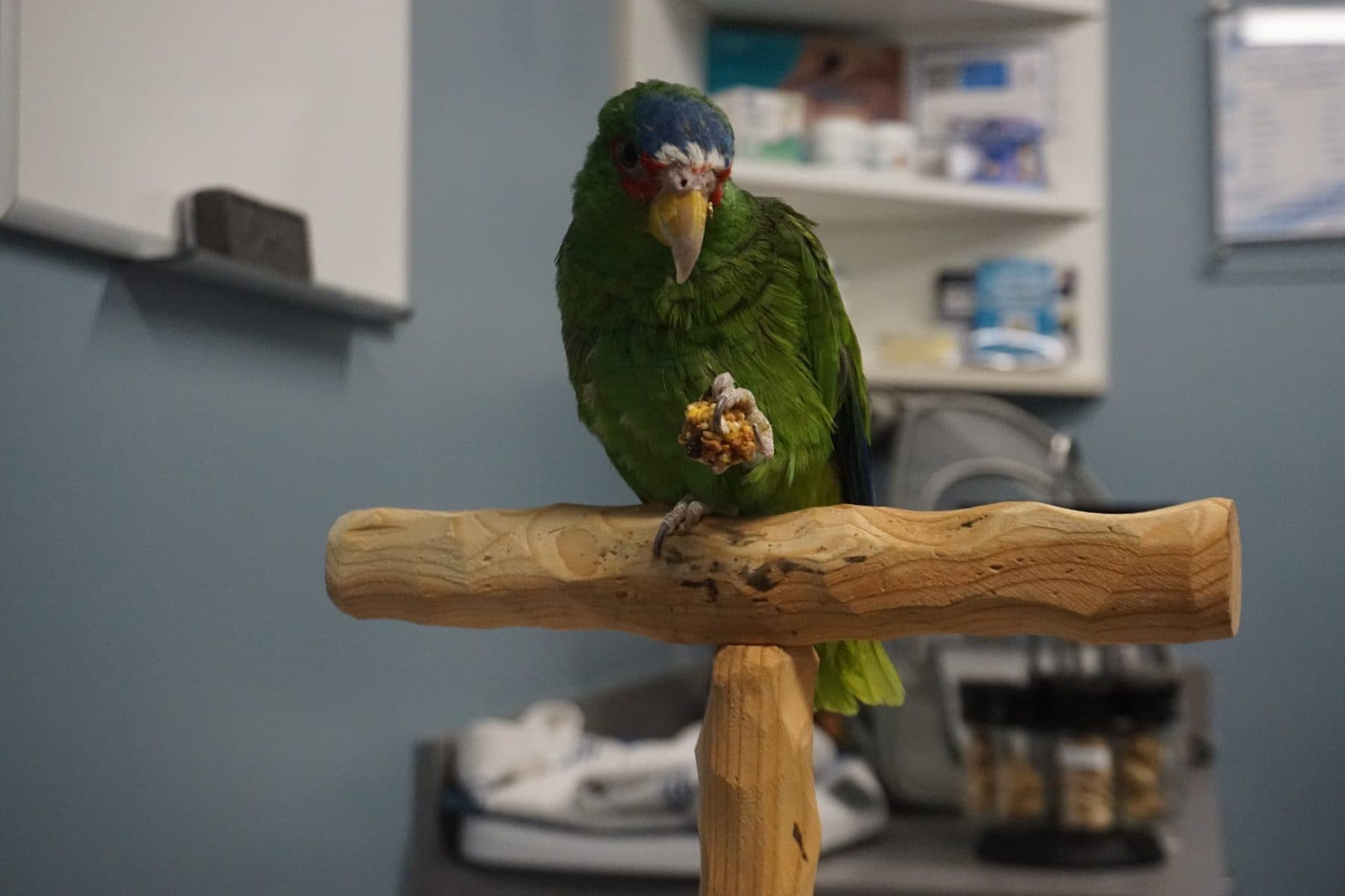 A white-fronted Amazon parrot on a wooden perch in an exam room, holding a snack in one foot