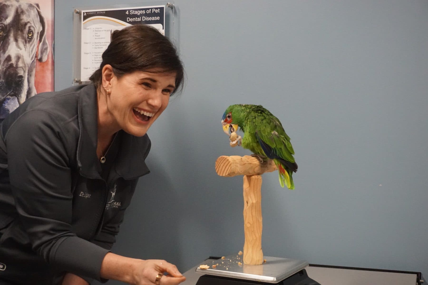 Dr. Gigler laughing with a parrot perched on a scale during a weight check