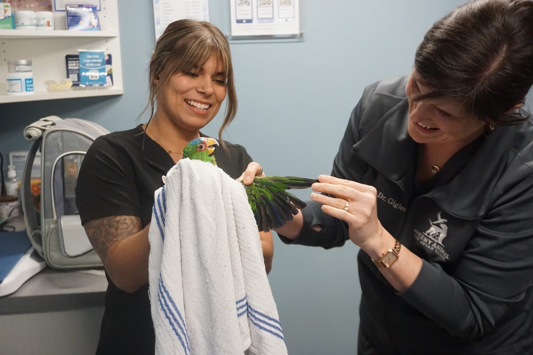 Dr. Gigler gently extending a parrot's wing during an exam while a technician holds the bird in a towel
