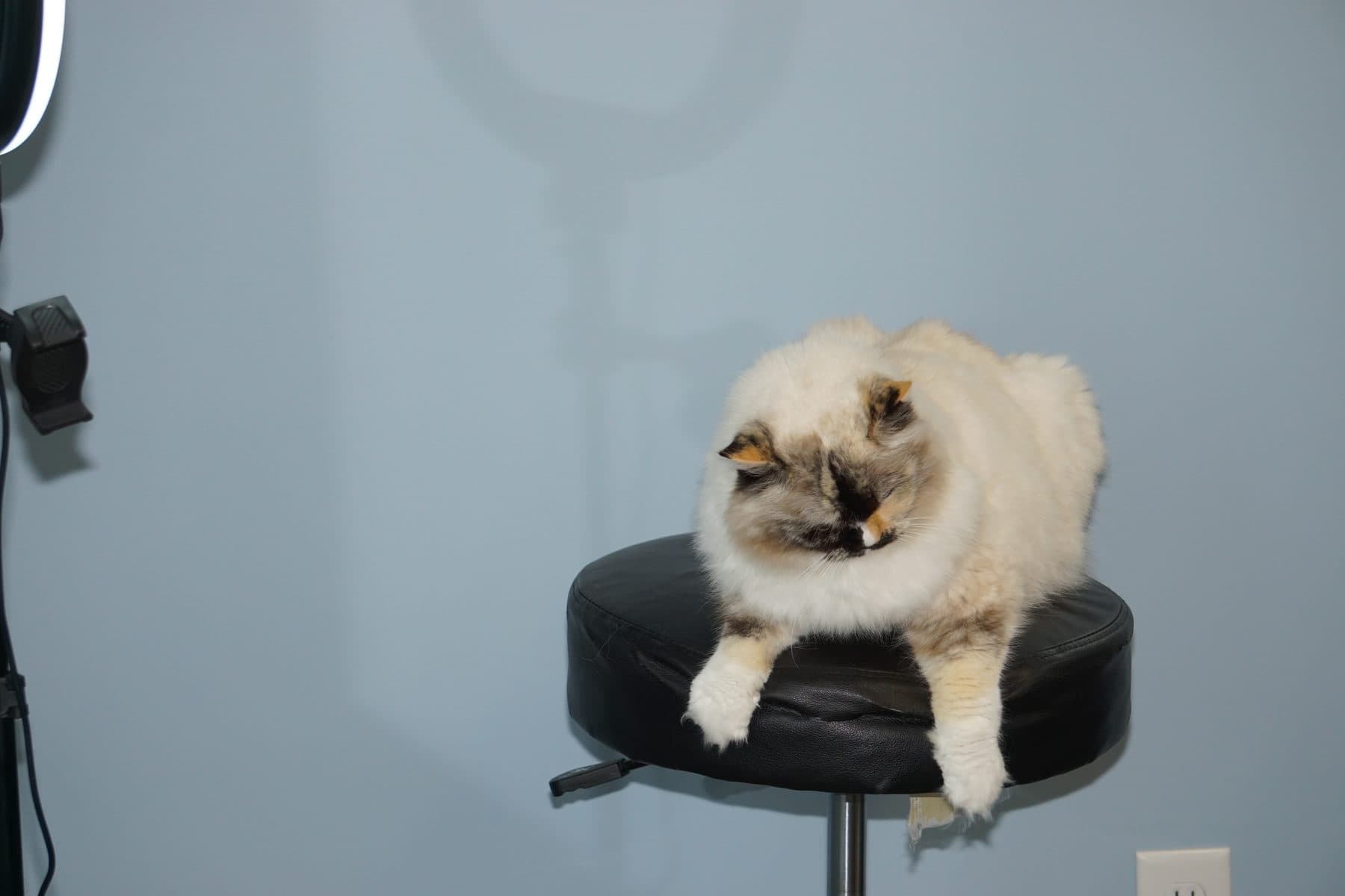A fluffy cat perched on an exam stool