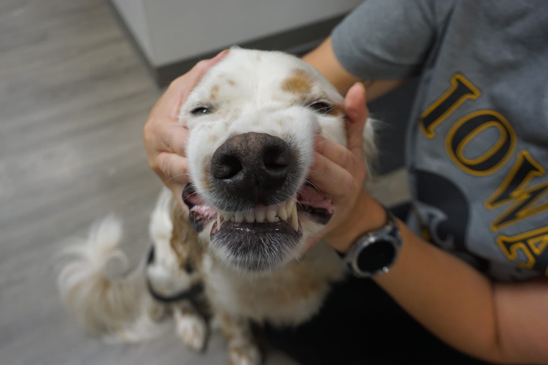A happy dog grinning up at the camera