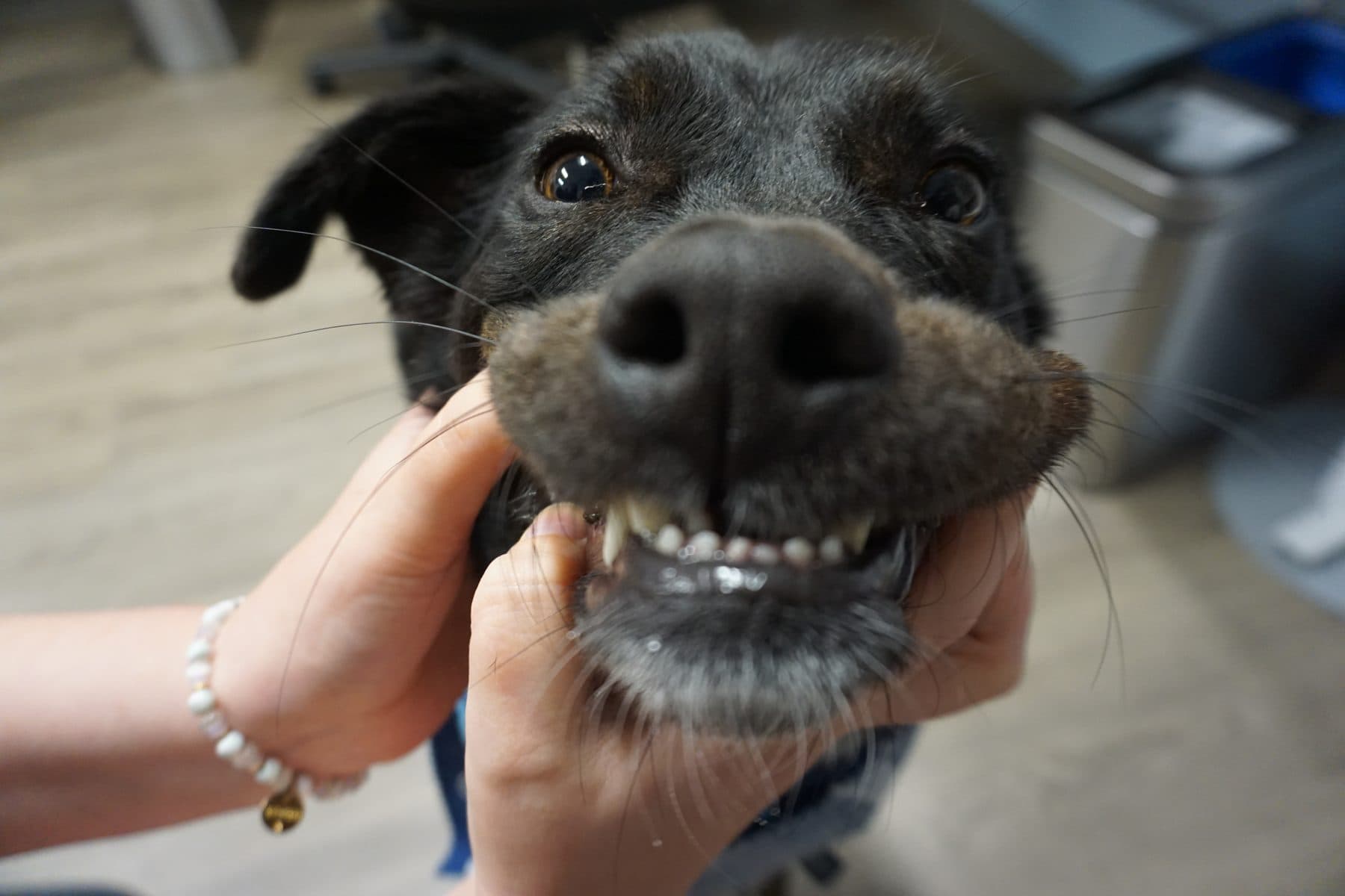 A happy dog showing off clean teeth during a dental check at Ankeny Animal & Avian Clinic