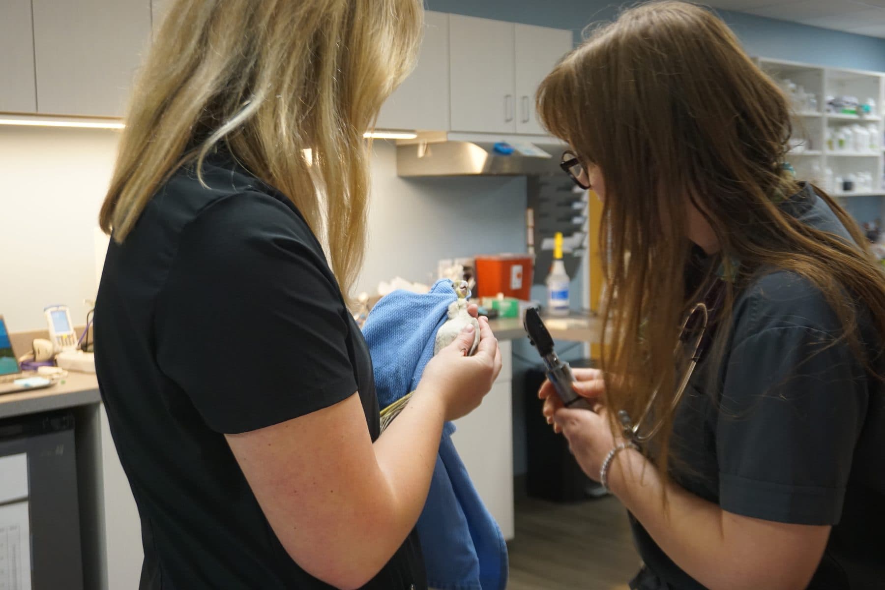 A veterinary technician listening to a pet's heart during a wellness exam