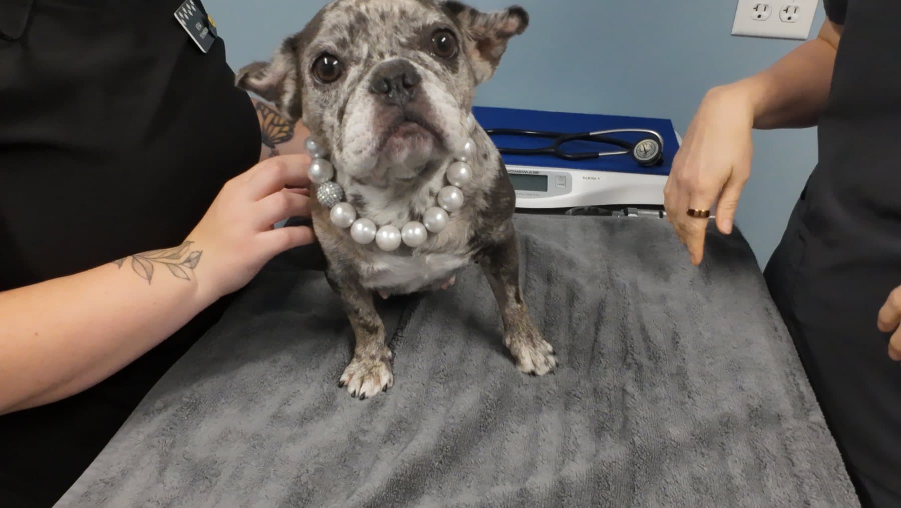 Flo the clinic frenchie, in her pearls, sitting calmly on the exam table