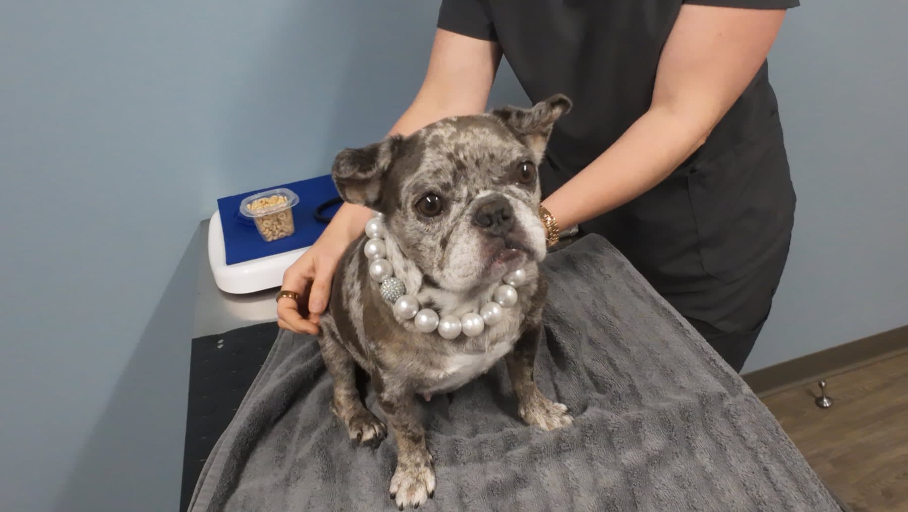 Flo, the clinic frenchie in her pearl collar, waiting on a treat on the exam table