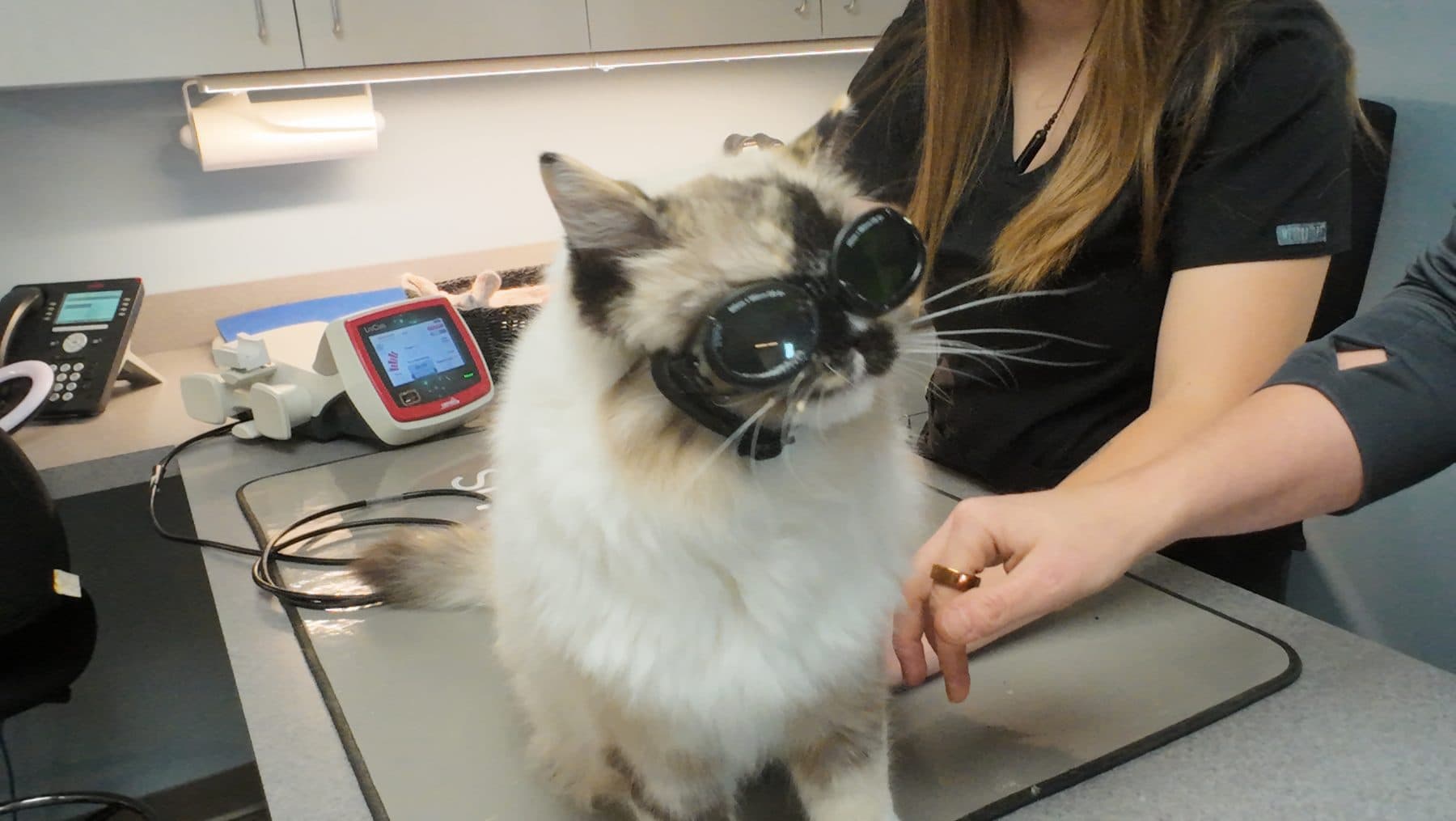 Iris, the clinic cat, wearing protective goggles during a laser therapy session