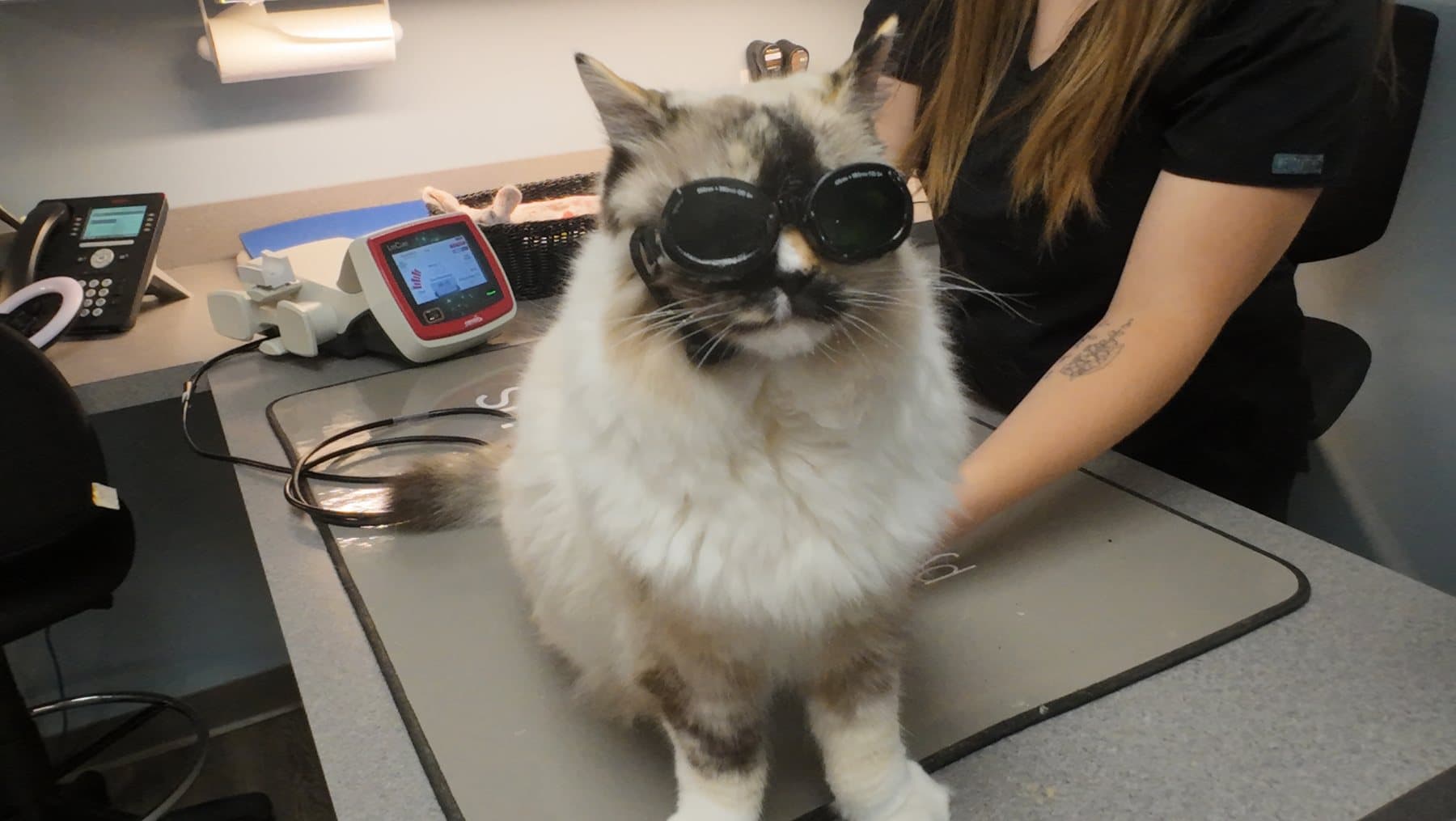 Iris the clinic cat wearing protective goggles during a therapeutic laser session at Ankeny Animal & Avian Clinic