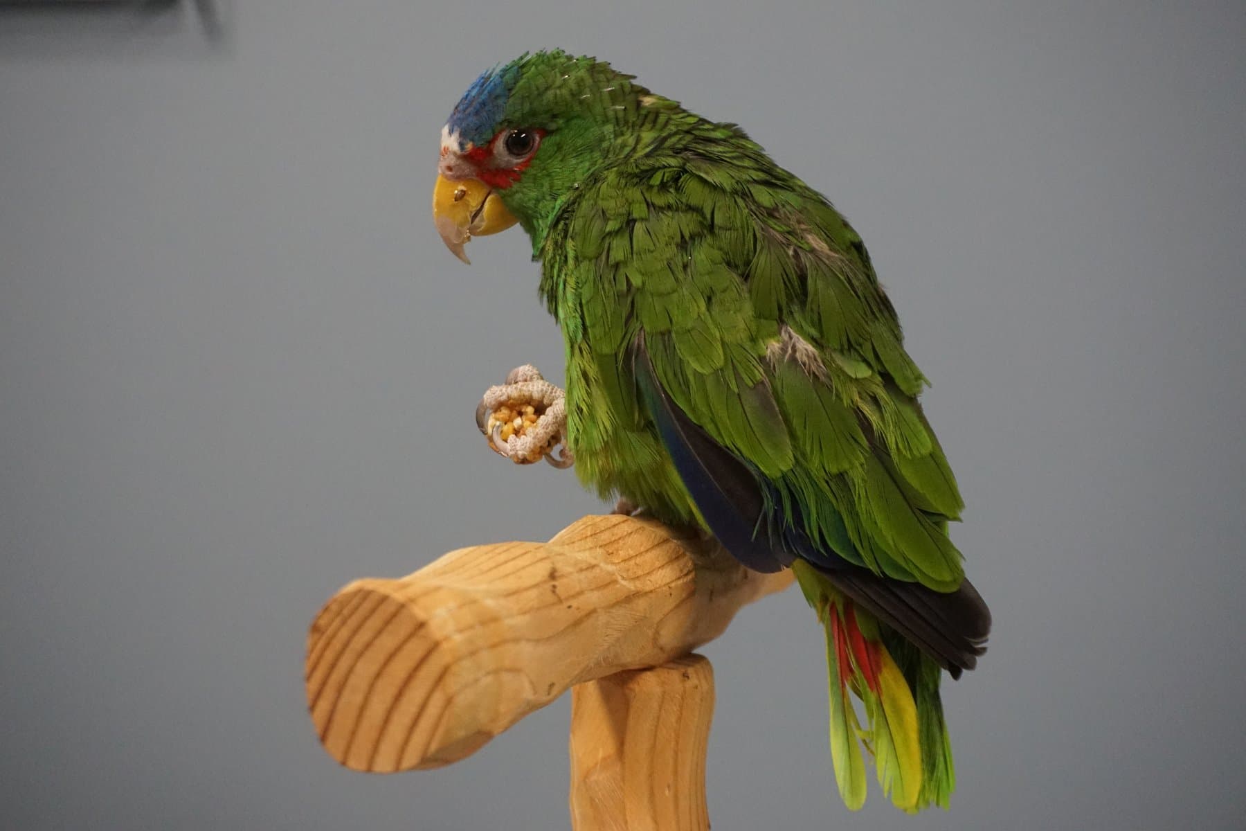A green parrot on a wooden perch in an exam room