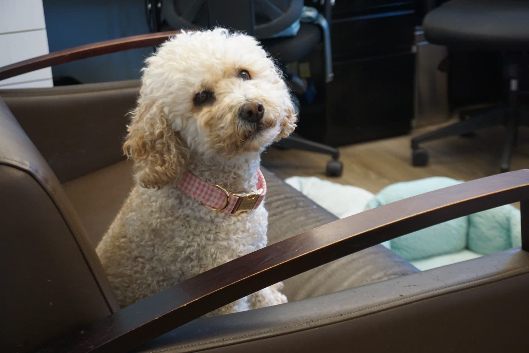 A relaxed poodle sitting in a comfy chair at the clinic