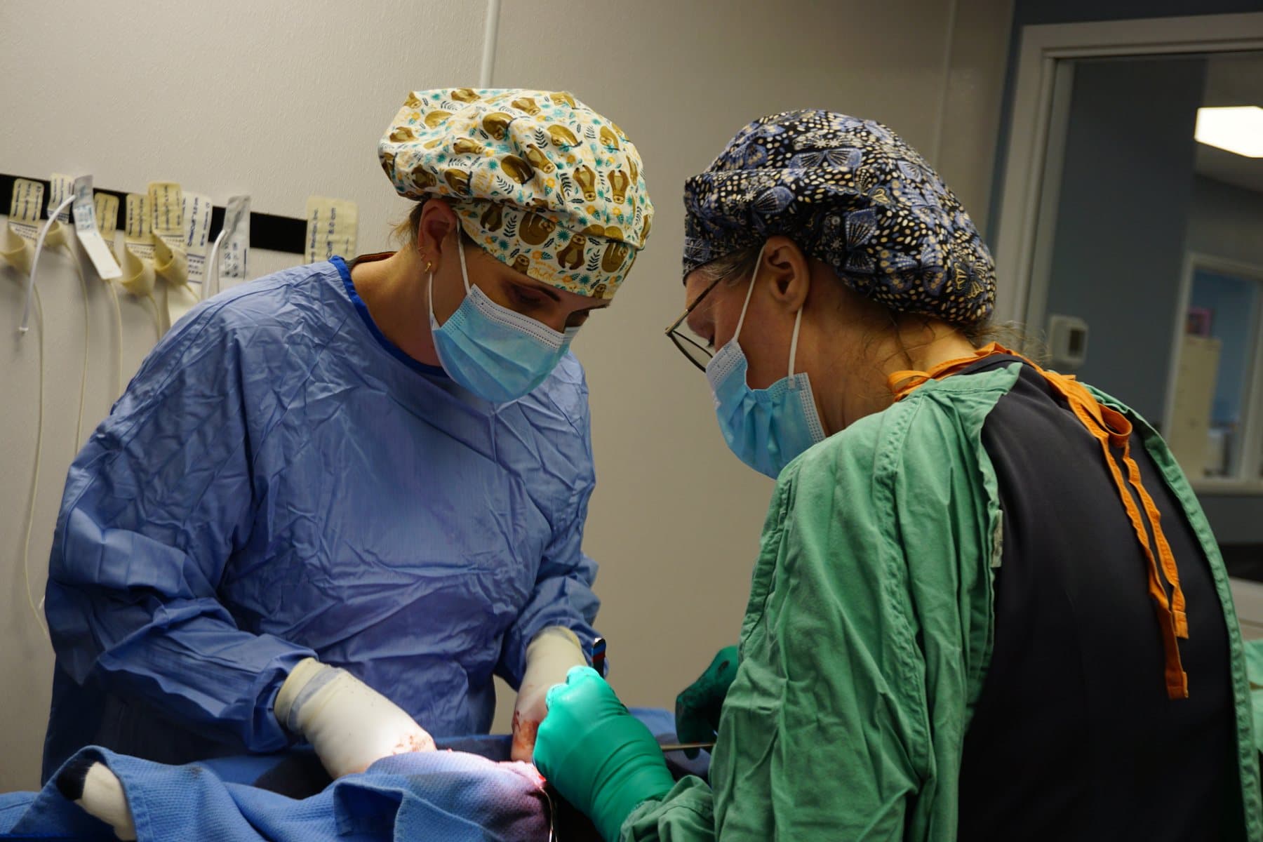 Our veterinary surgical team performing a procedure in the surgical suite at Ankeny Animal & Avian Clinic