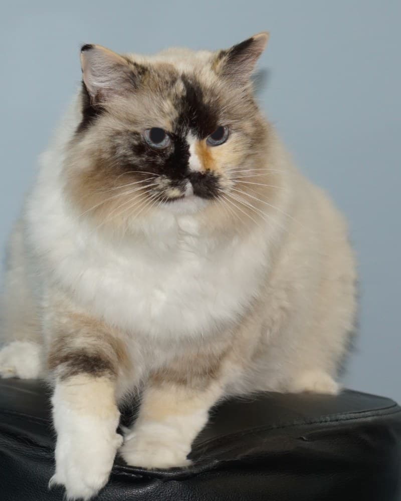 Iris, Supervisor of All Things