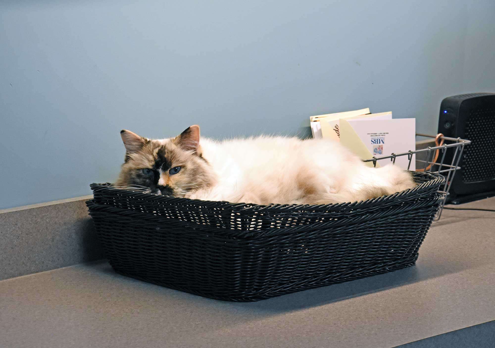 A calm cat relaxing in a basket at the clinic